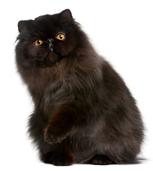 persian-cat-groomer - The Mobile Cat Groomer